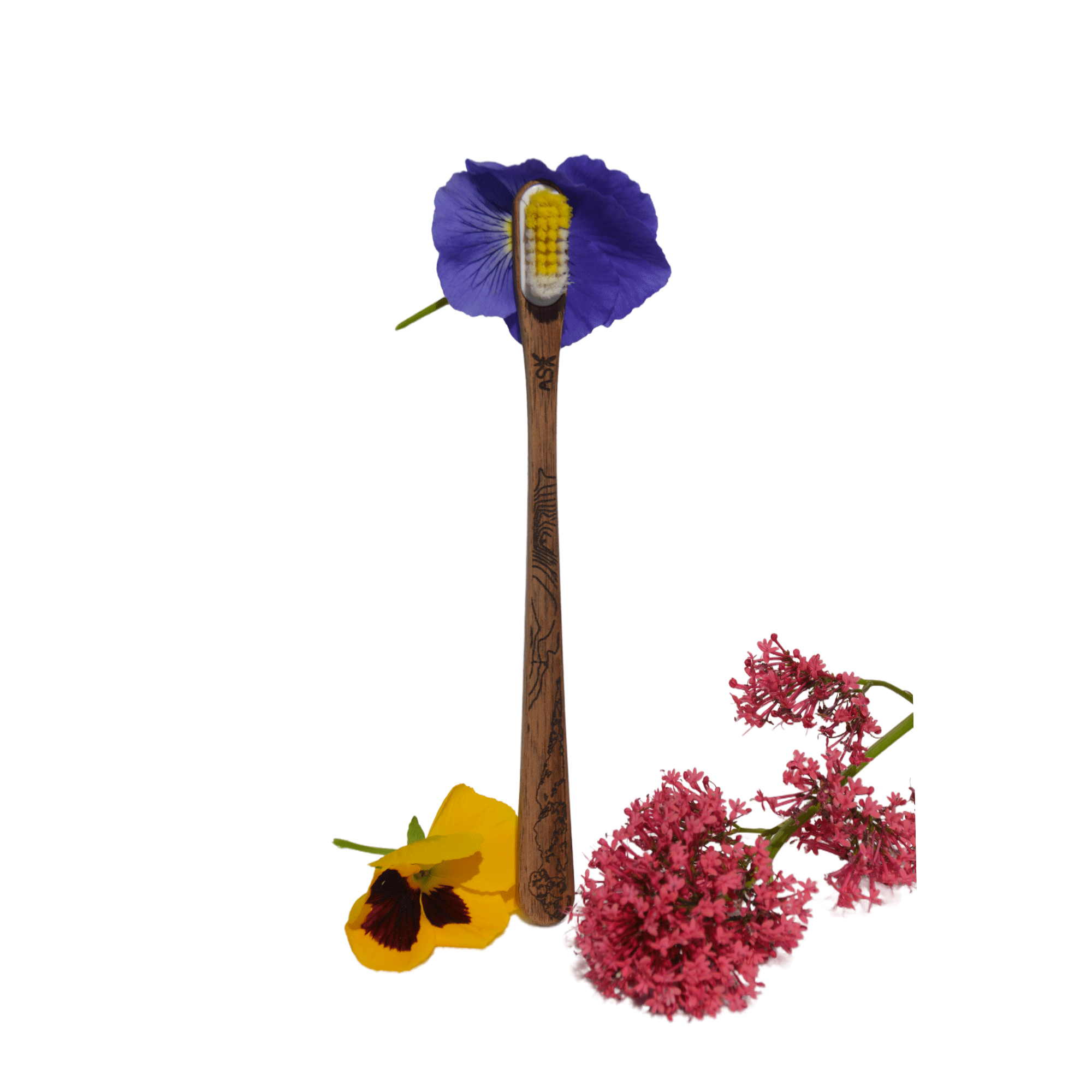 Brosse à dents artisanale en bois à tête rechargeable - Belledonne – Image 3