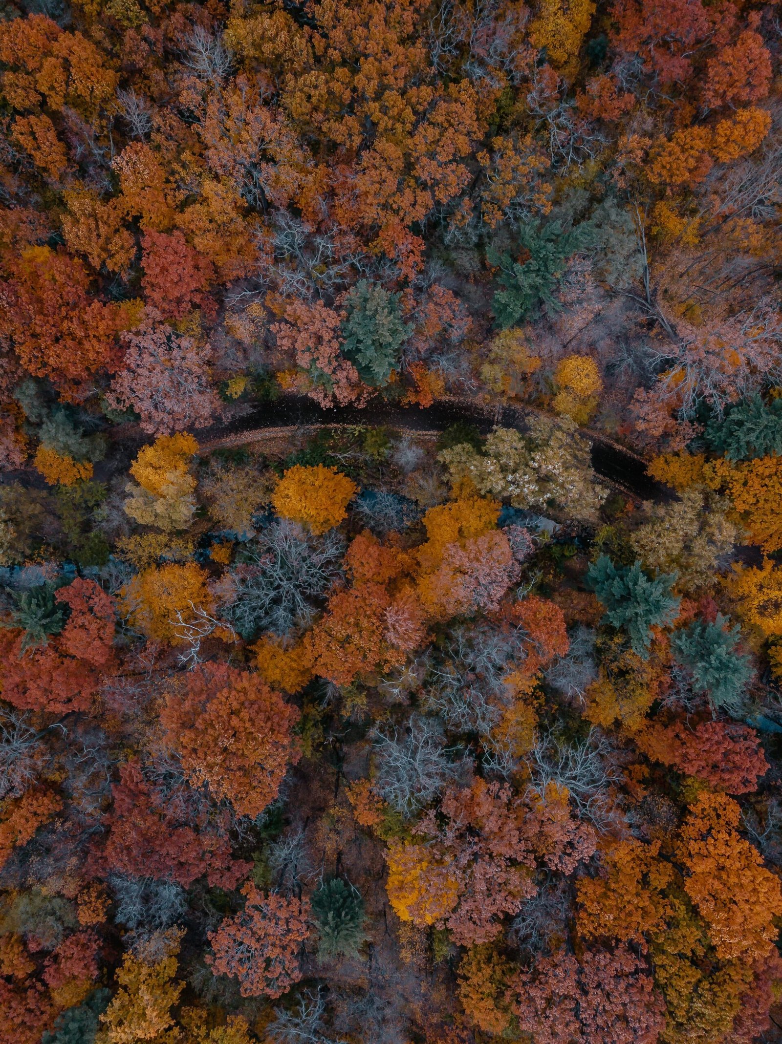 Route bordée d’arbres en automne